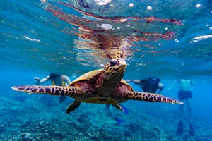 Boat Tours in Praslin