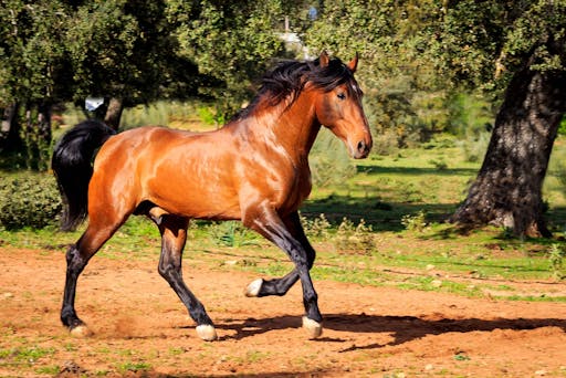 Full Day Tour to Ronda with Reservatauro Ranch Visit