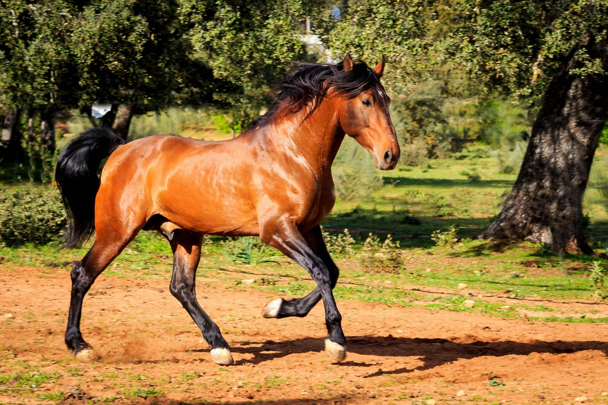 Full Day Tour to Ronda with Reservatauro Ranch Visit