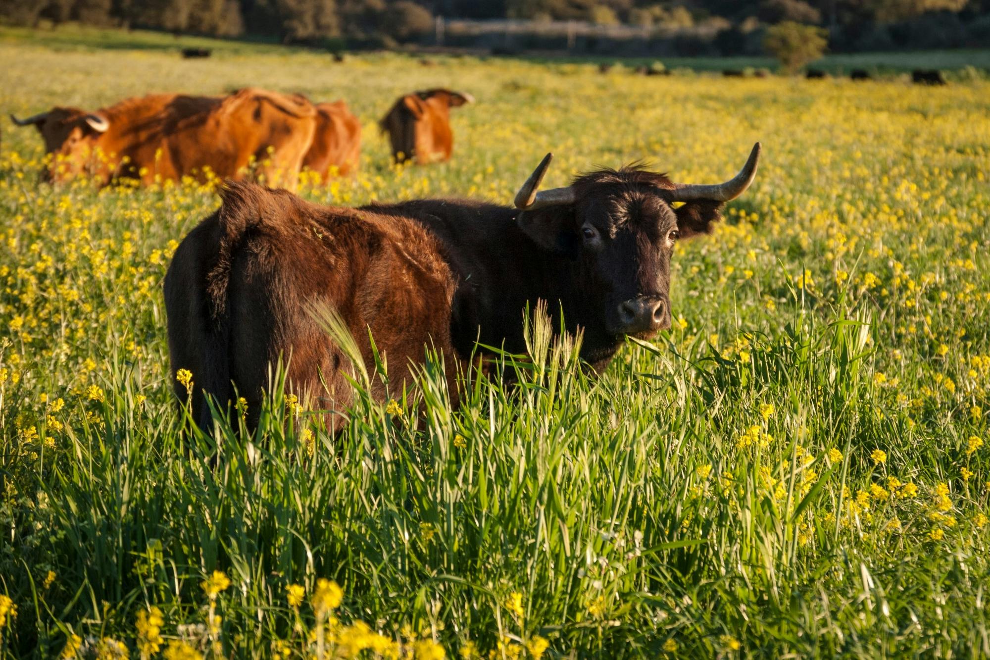 Full Day Tour to Ronda with Reservatauro Ranch Visit