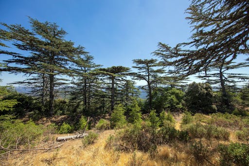 Troodos Mountains Tour with Kykkos Monastery and Lunch