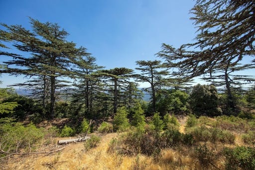 Troodos Mountains Tour with Kykkos Monastery and Lunch