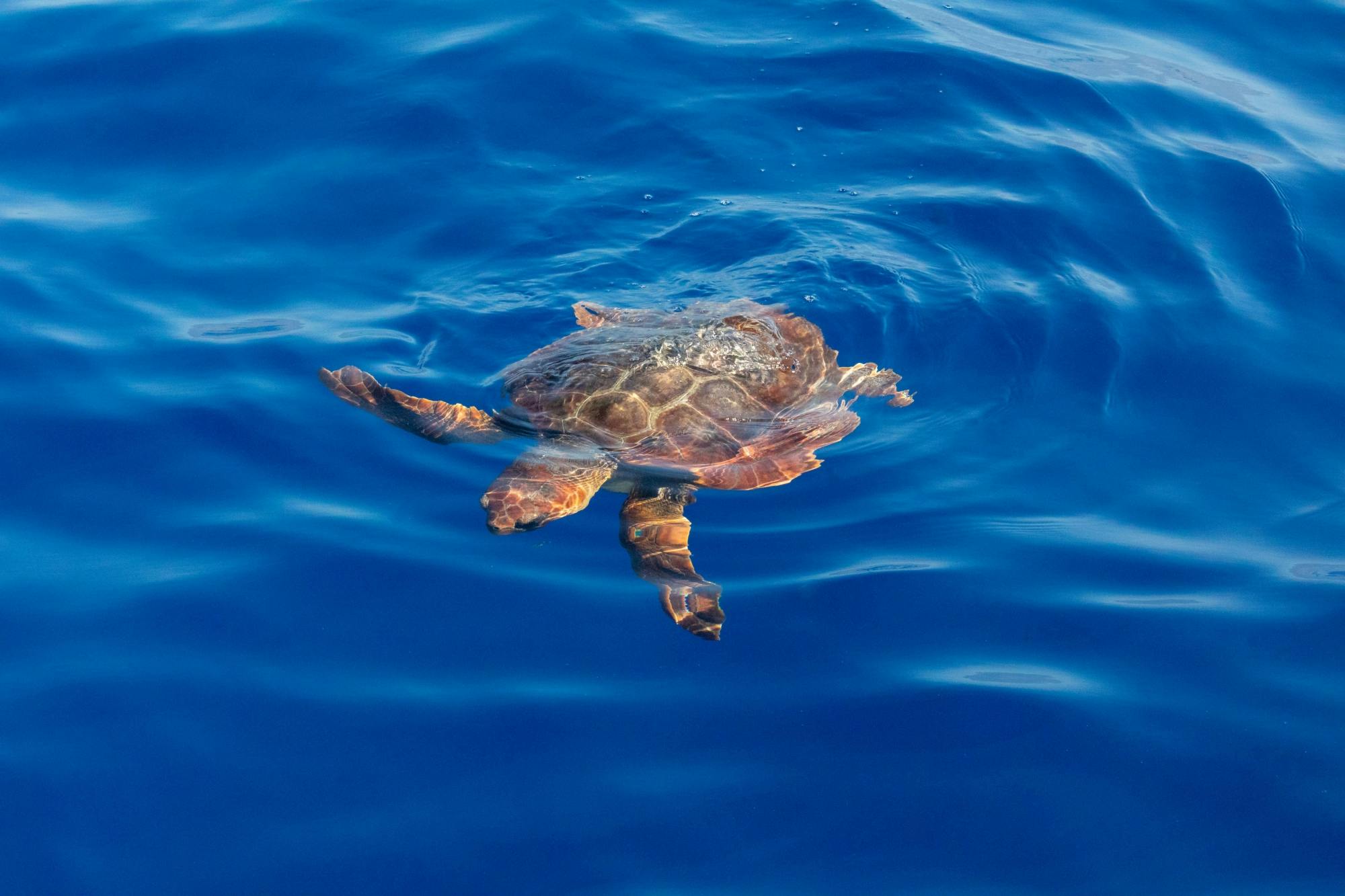 Schildkröten-Bootsfahrt zur Insel Marathonisi und der Halbinsel Keri