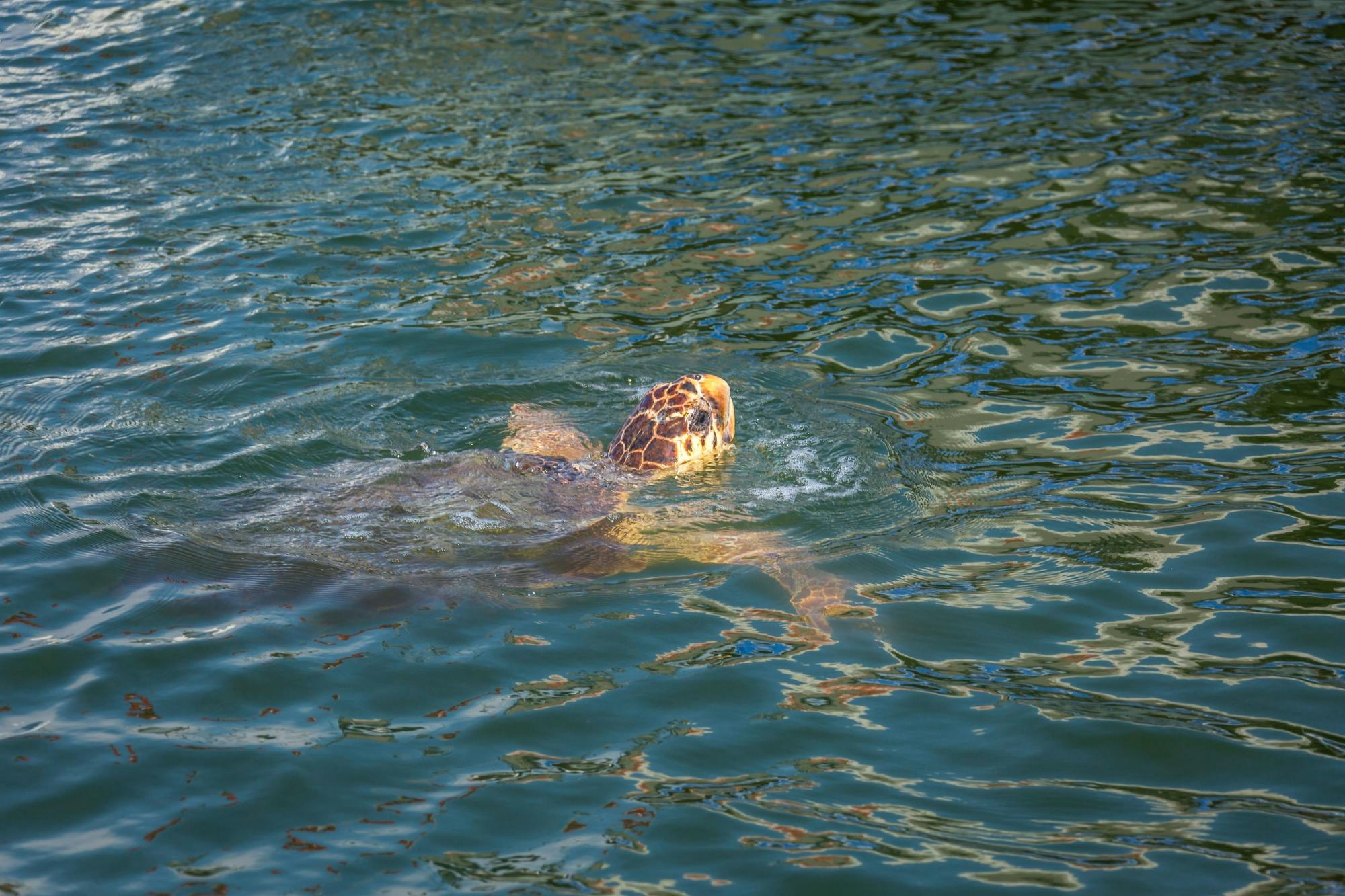 Turtle Cruise of Marathonisi Island and Keri Peninsula