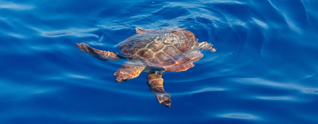 Crucero de tortugas por la isla de Marathonisi y la península de Keri