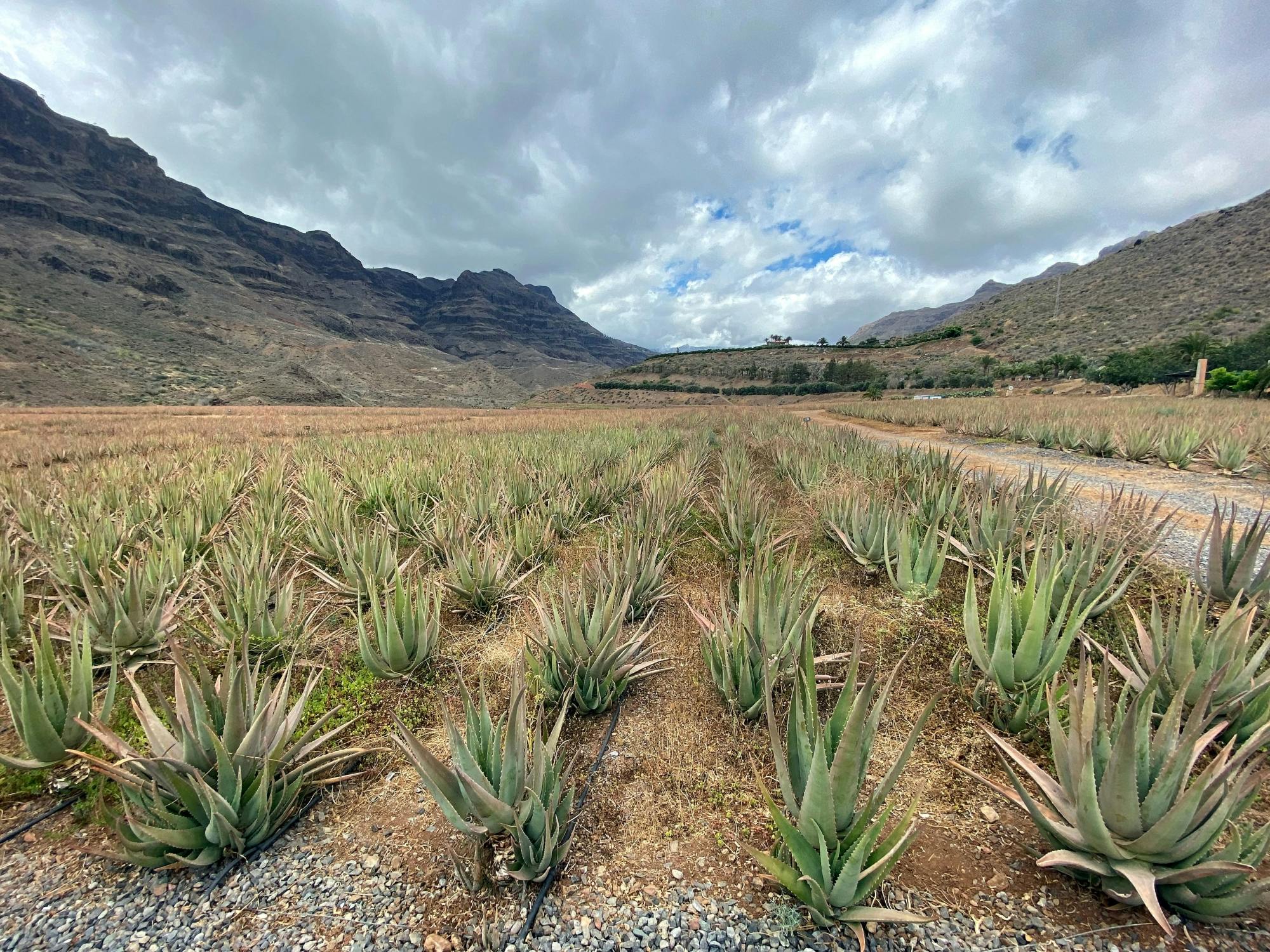 Gran Canaria Tour with Teror, Tejeda and Lunch in Fataga