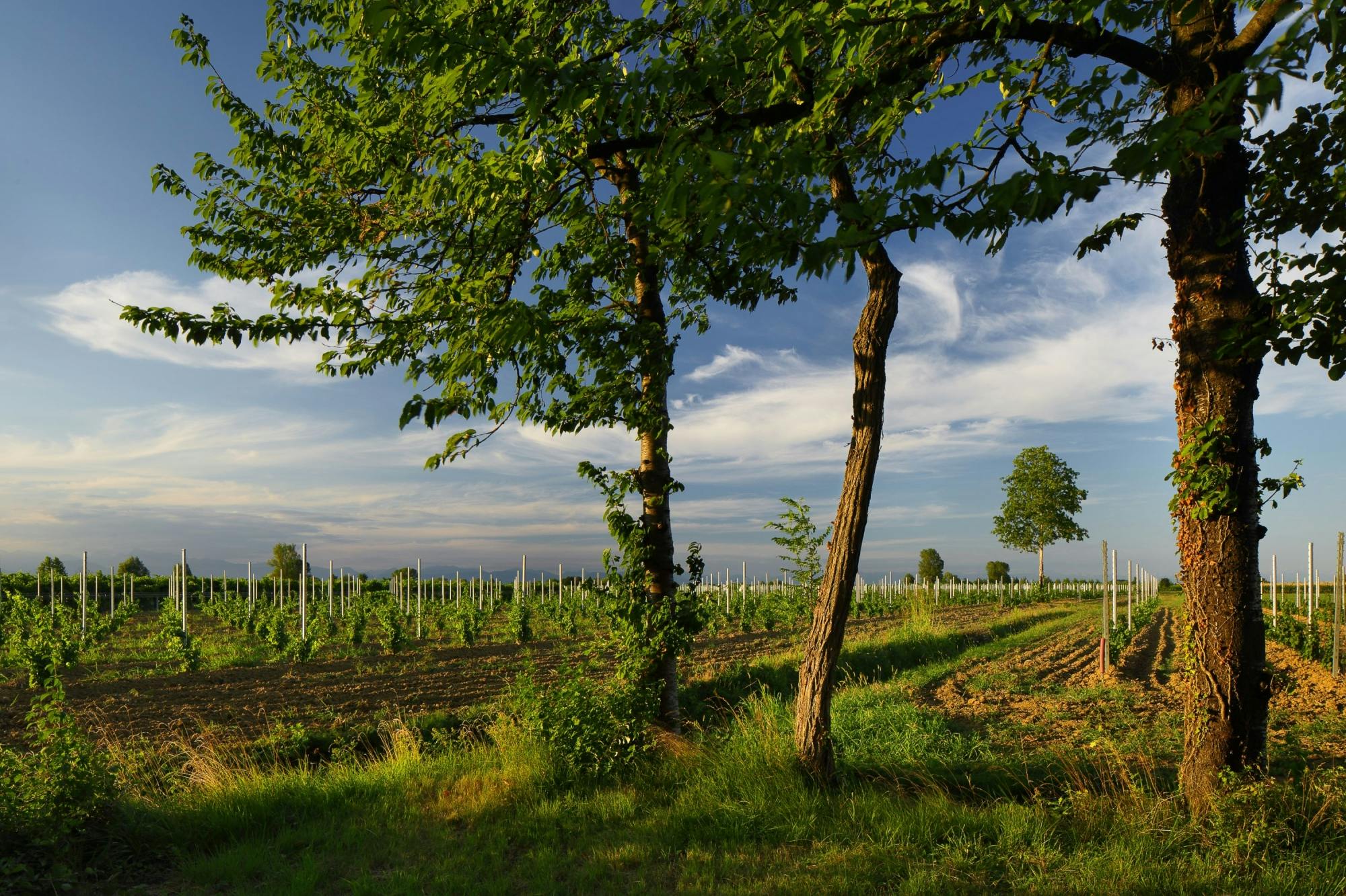 Führung durch das Weingut Ornella Bellia mit Verkostung in Pramaggiore