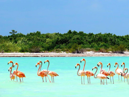 Holbox Island day trip with boat tour