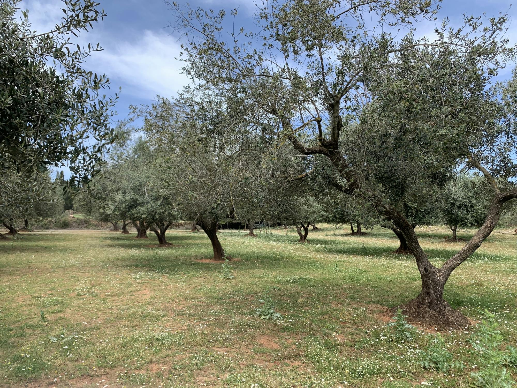 E-Bike Farm Tour em Kefalonia com degustação de mel e azeite