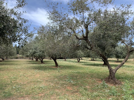 E-Bike Farm Tour in Kefalonia with Honey and Olive Oil Tastings