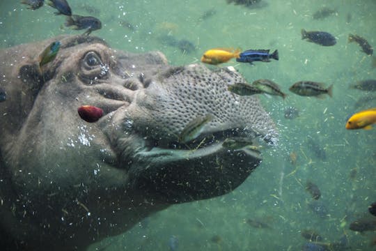 Boletos de entrada al zoológico de San Antonio