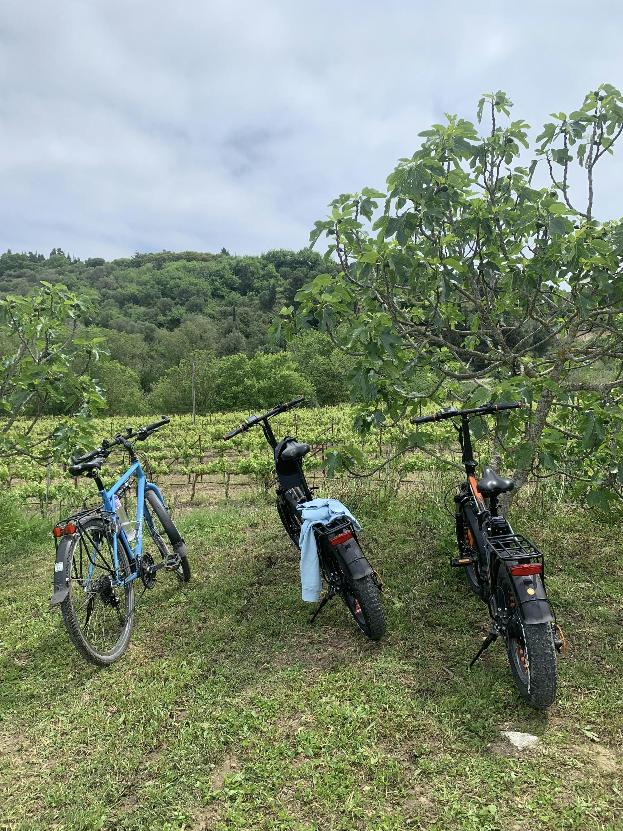 Visite viticole en vélo électrique à Céphalonie