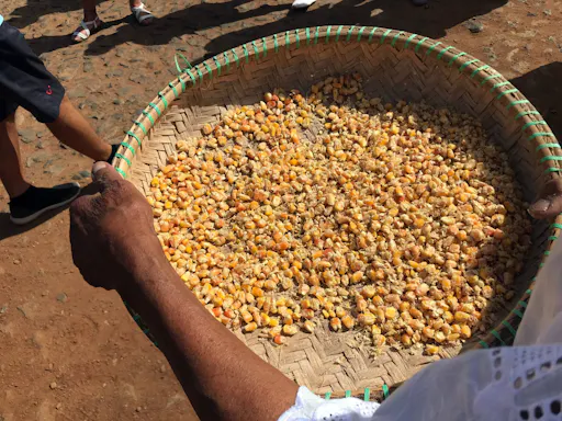 Boa Vista 4x4 Tour with Catchupa Demonstration and Lunch