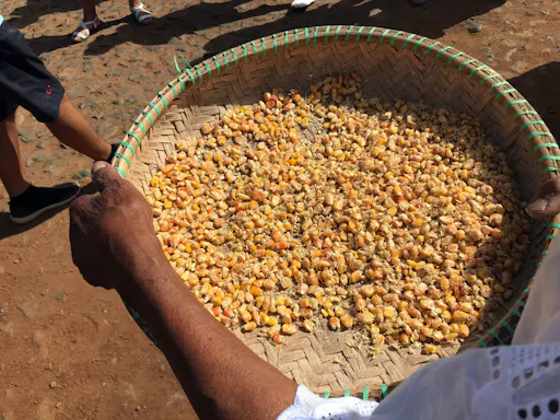 Boa Vista 4x4 Tour with Catchupa Demonstration and Lunch