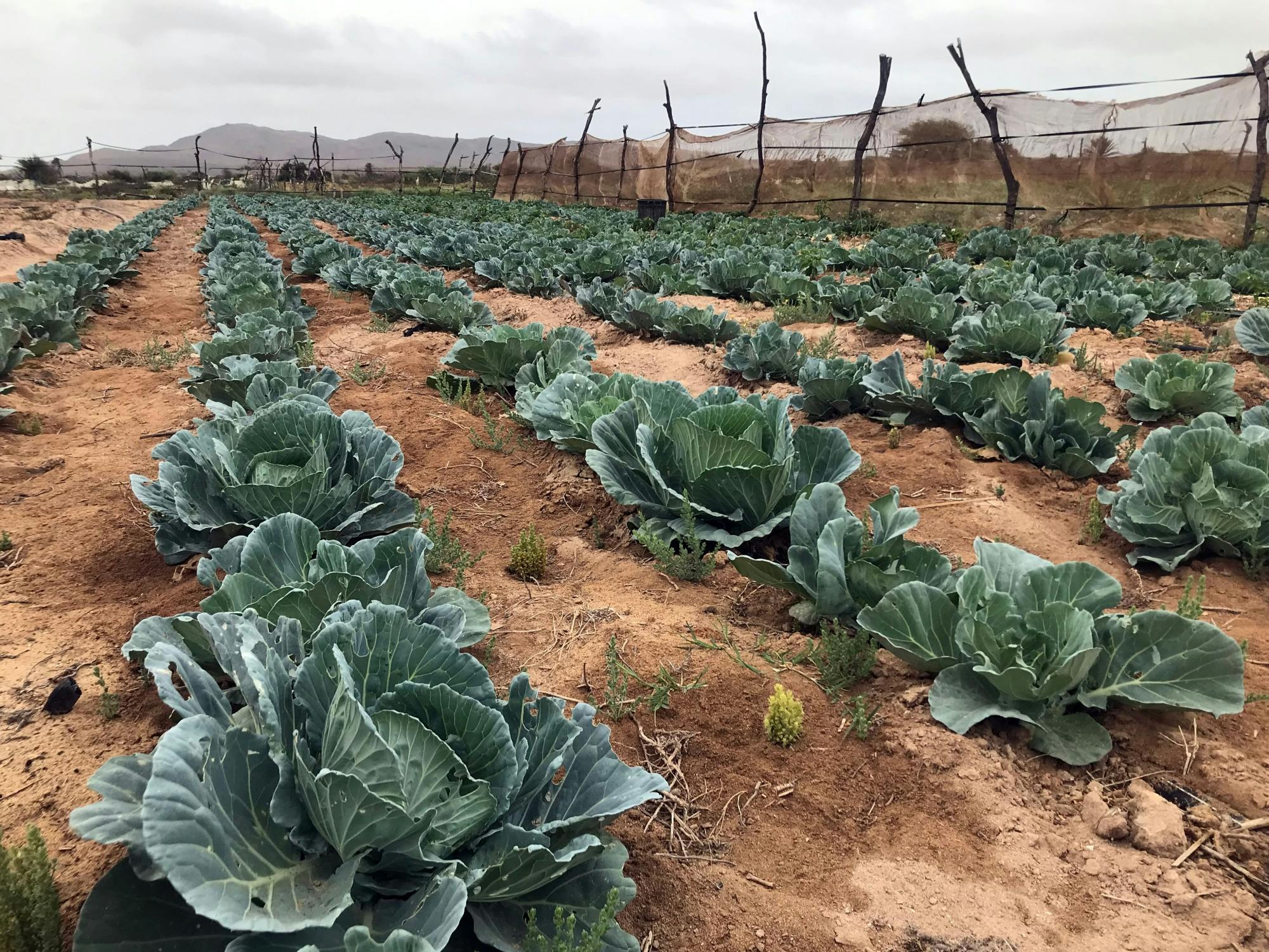 Boa Vista 4x4 Tour with Catchupa Demonstration and Lunch
