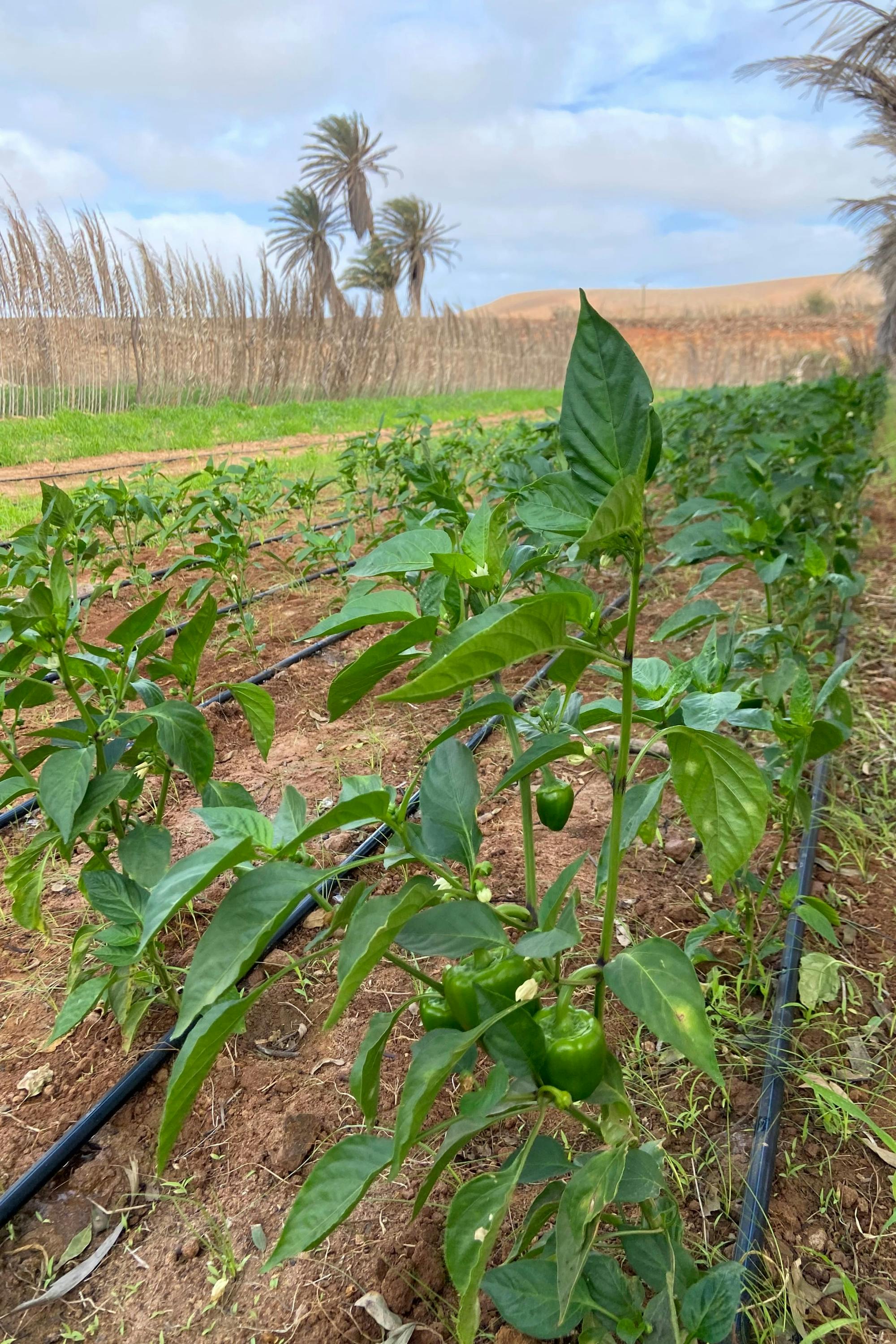 Boa Vista 4x4 Tour with Catchupa Demonstration and Lunch