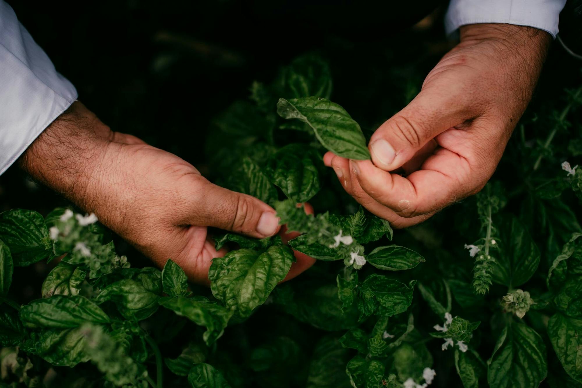 Field to Fork Cooking School with Chef Mimmo