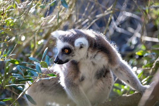 Fuengirola Zoo und Shopping Tour am Morgen