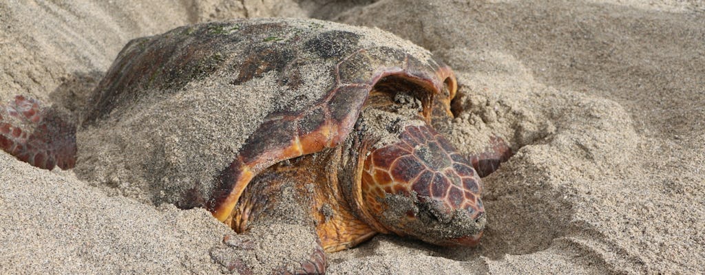La plage de nidification des tortues de Sal