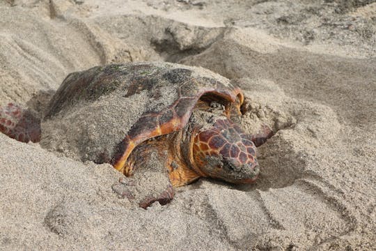 La plage de nidification des tortues de Sal