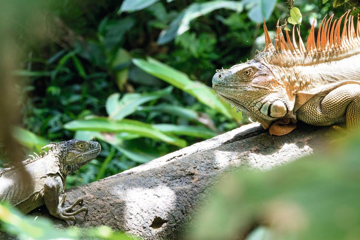 Costa Rican Culture Tour with Llanos del Cortes Waterfall