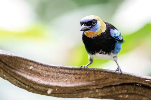 Costa Rican Culture Tour with Llanos del Cortes Waterfall