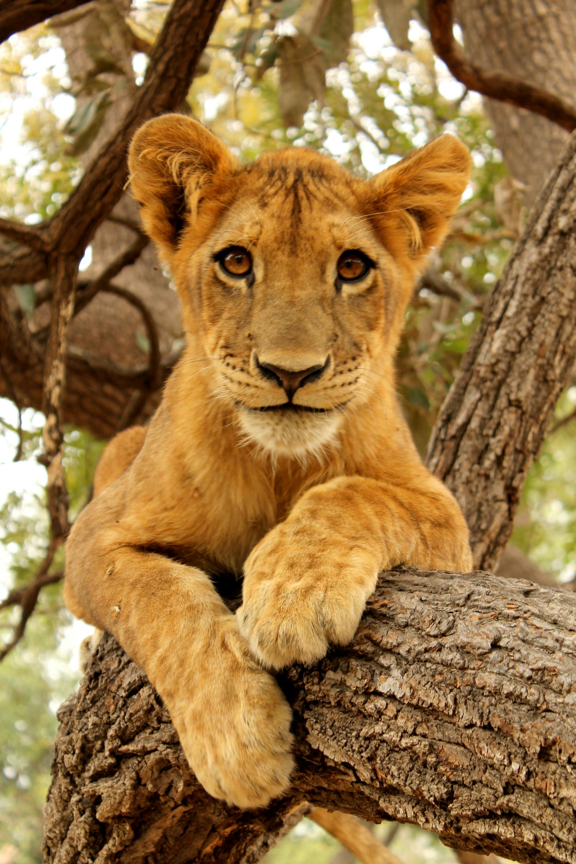 Safari de leones de medio día en Ranch de Bandia desde Somone