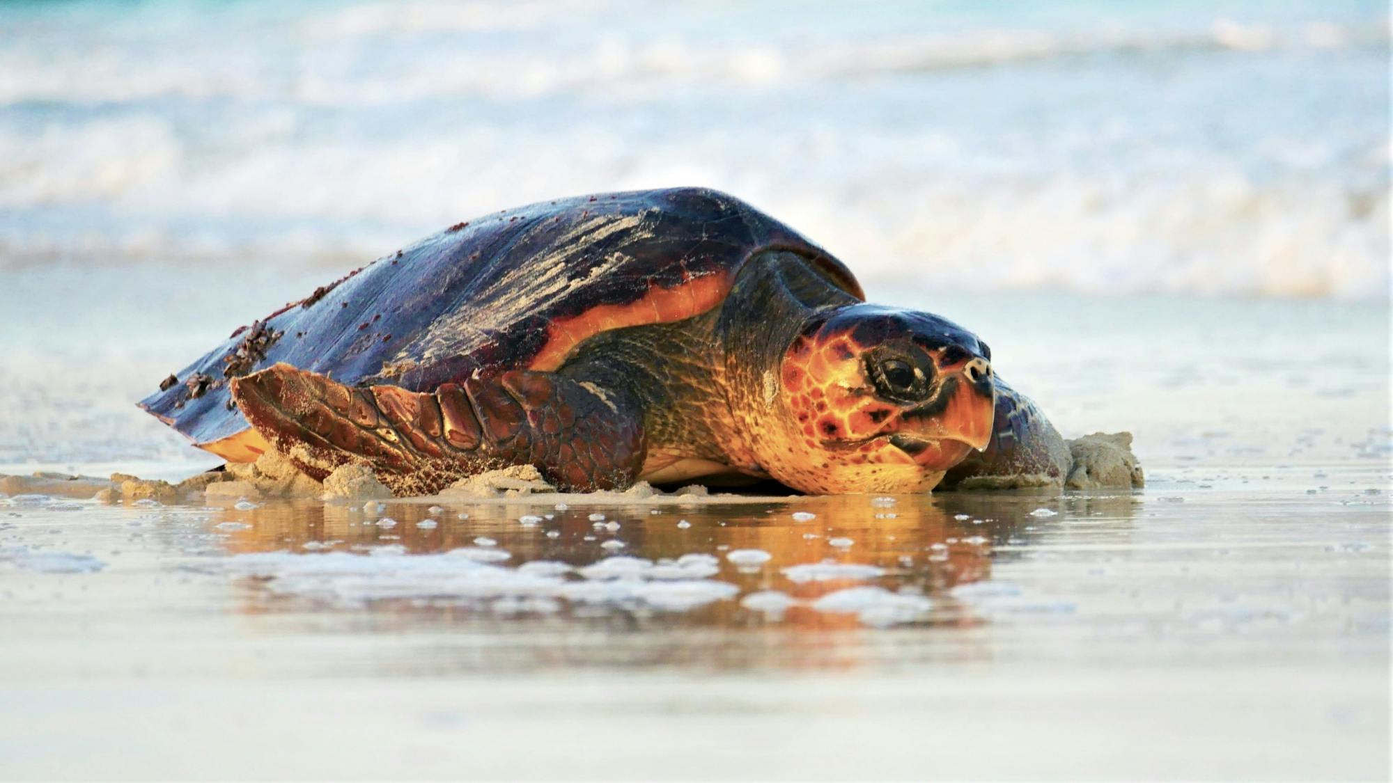 Expérience privée de glamping et d'observation des tortues