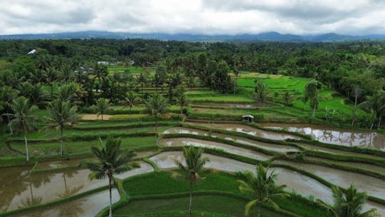 Visite guidée de la terrasse de riz de Tetebatu et de la cascade de Benang Stokel