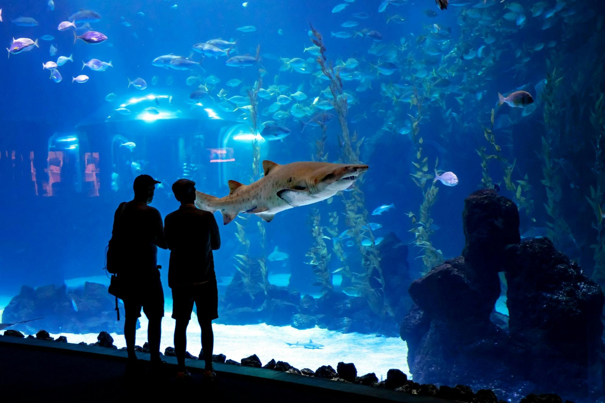 Poema del Mar Aquarium Visit and Guayadeque Canyon Tour