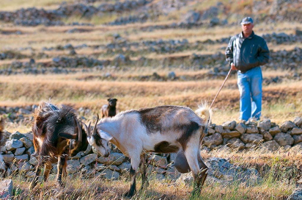 Nat Geo Day Tour: Teno Alto, Tenerife's Last Shepherd Stronghold