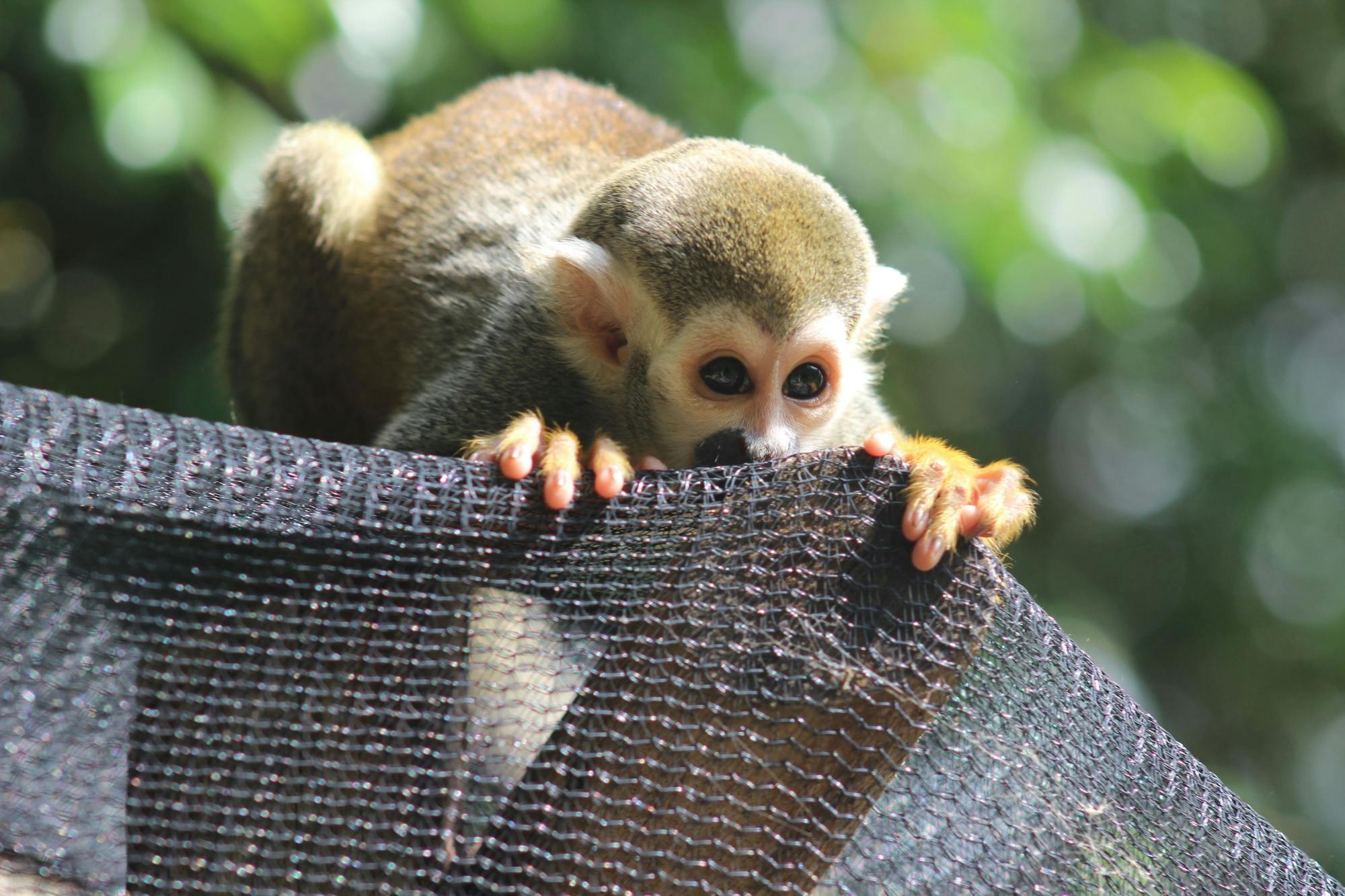 Monkey Land & Damajagua Waterfalls