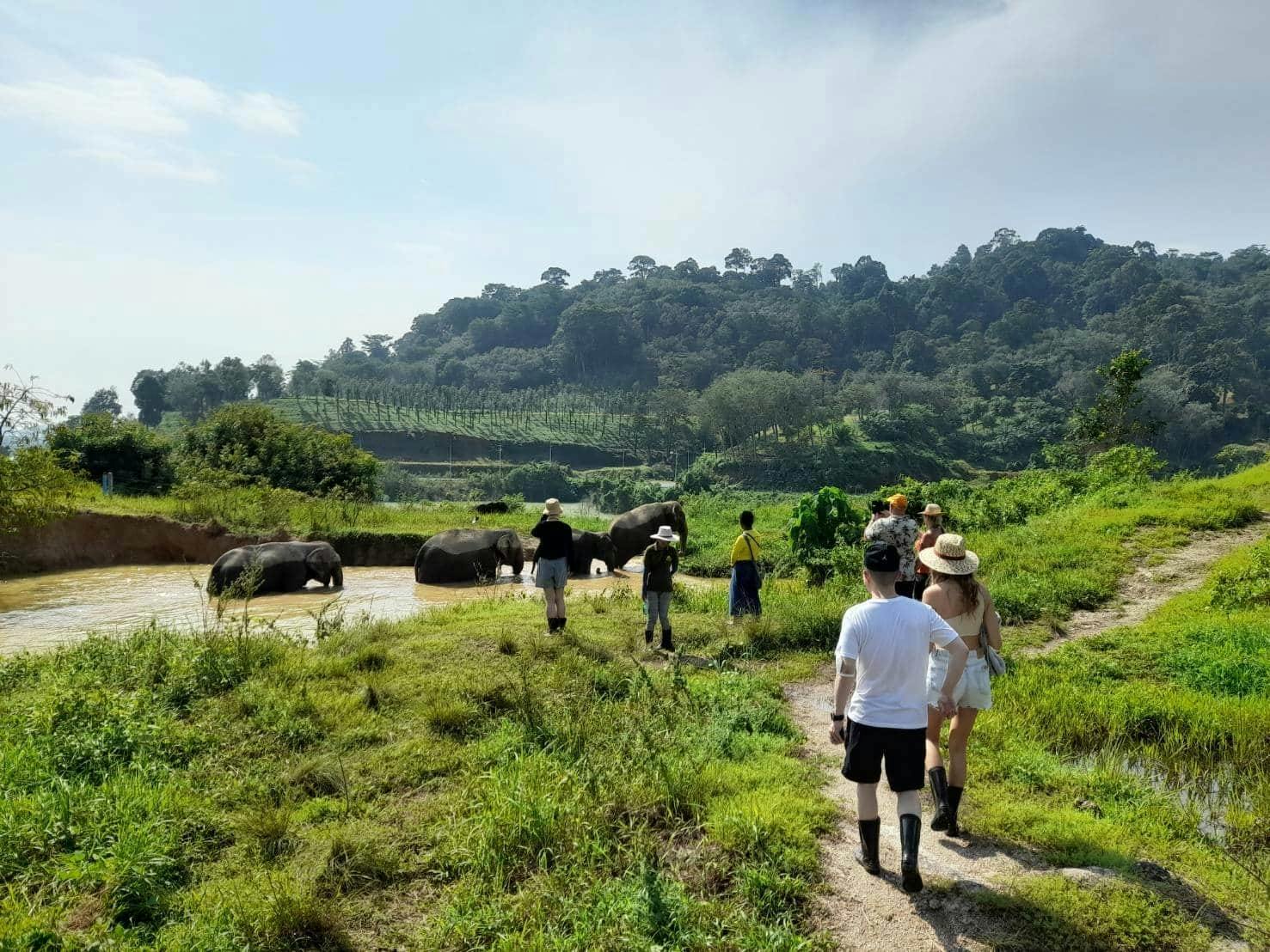 Half-Day Elephant Feeding at Bukit Elephant Park from Phuket