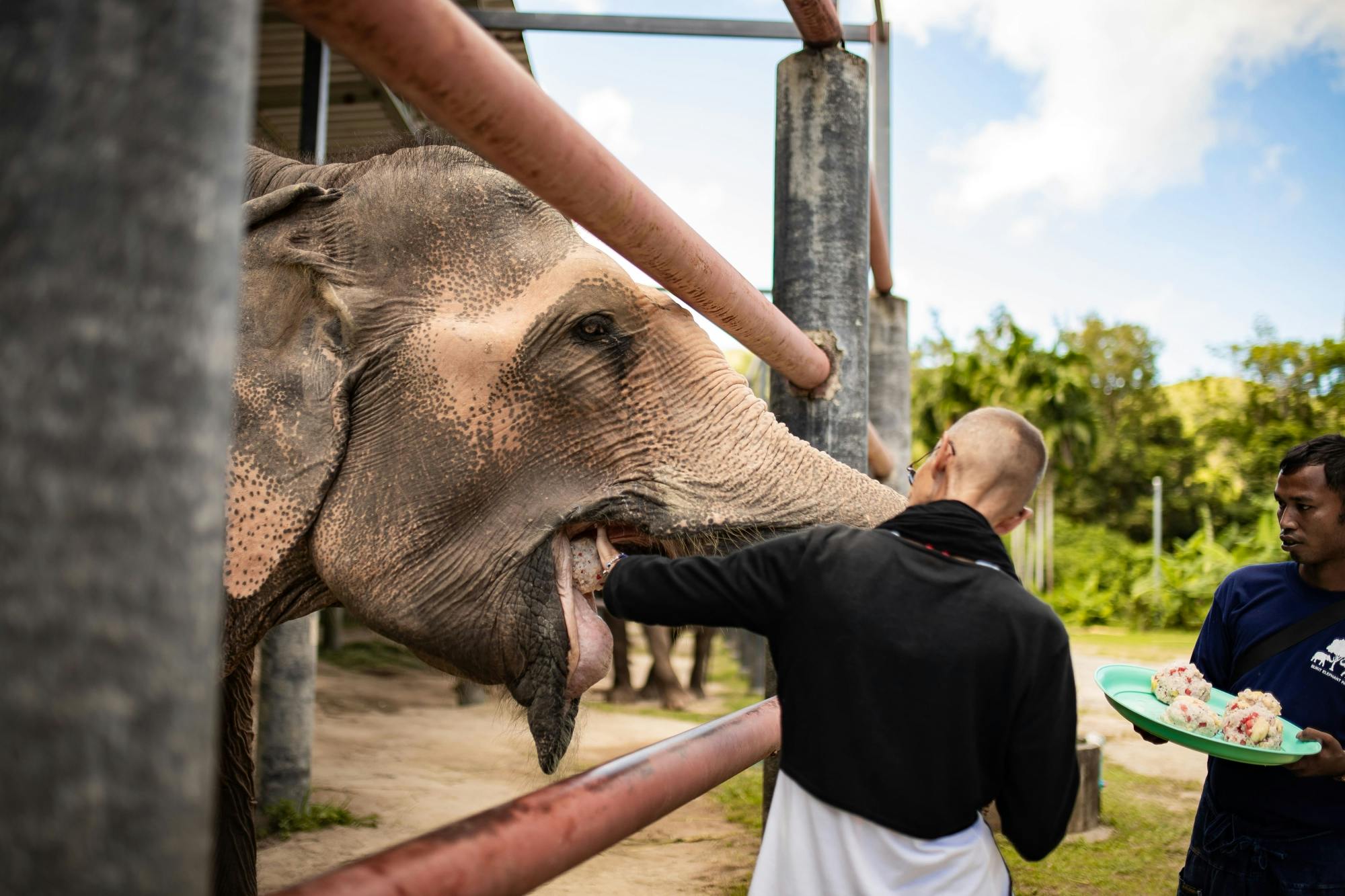 Half-Day Elephant Feeding at Bukit Elephant Park from Phuket