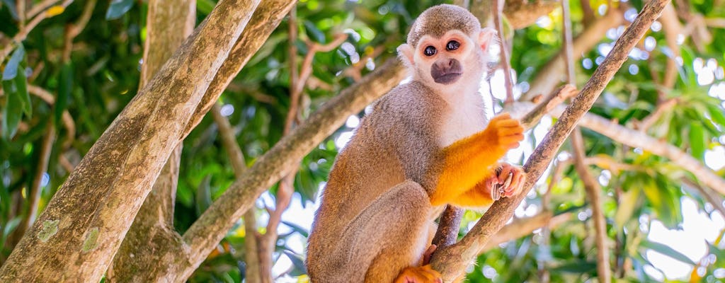 Monkey Land & Damajagua Waterfalls