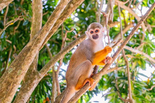 Terre des singes et chutes d'eau de Damajagua