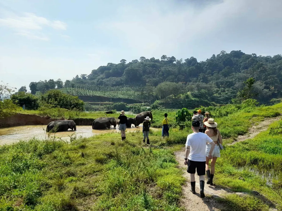 Half-Day Elephant Feeding at Bukit Elephant Park from Phuket