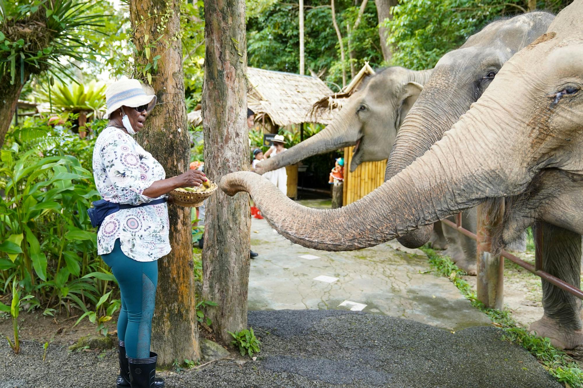 Half-Day Elephant Feeding at Bukit Elephant Park from Phuket