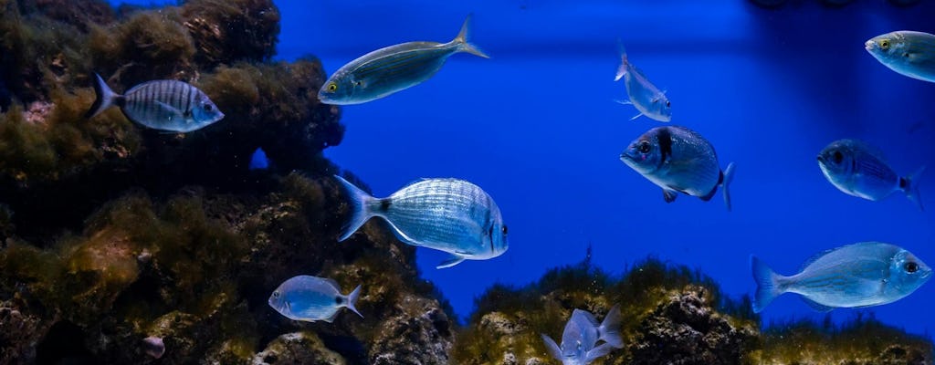 Biglietto d'Ingresso all'Acquario del Salento con Visita Guidata