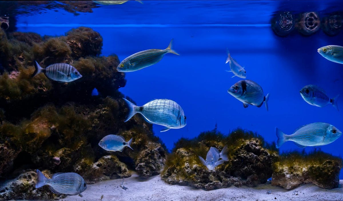 Biglietto d'Ingresso all'Acquario del Salento con Visita Guidata