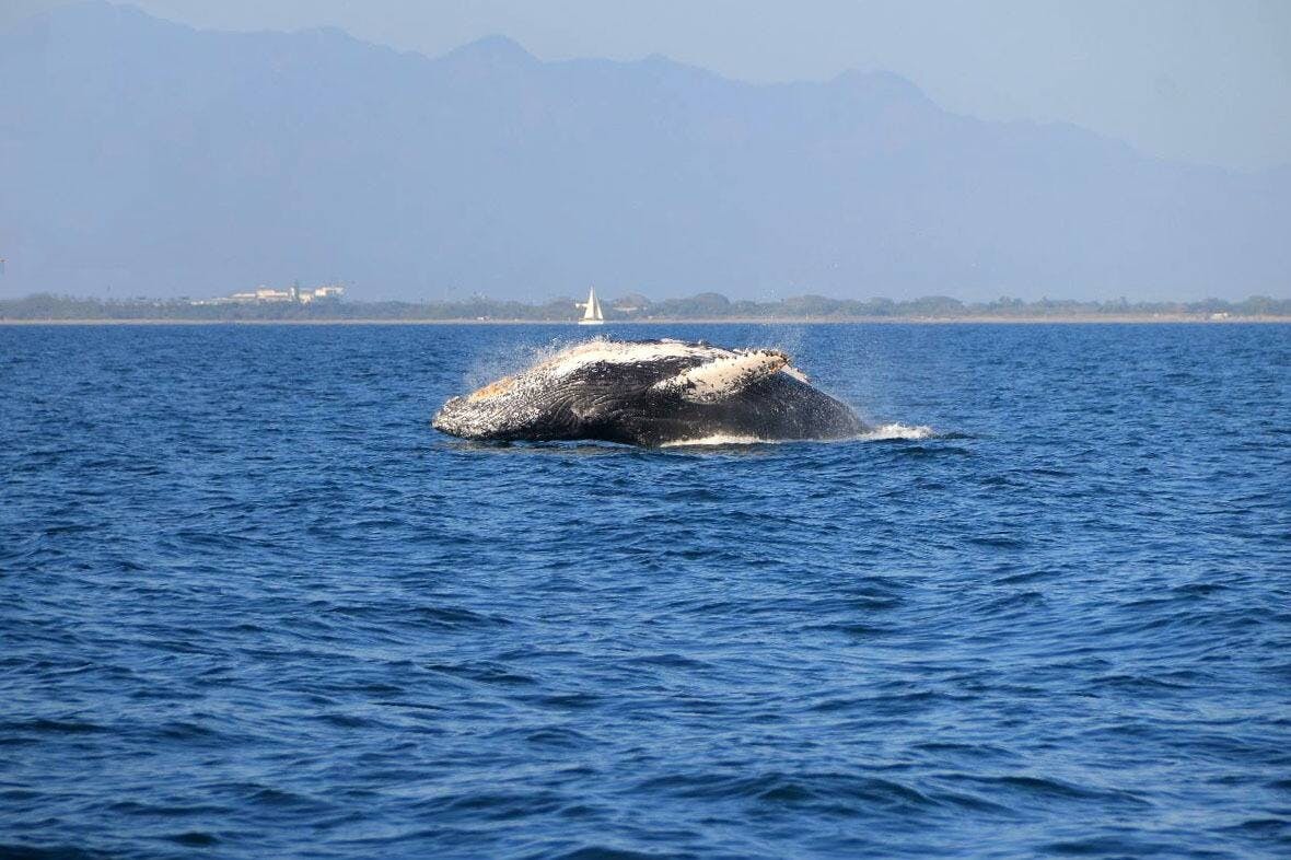 Puerta Vallarta Walvis Tour