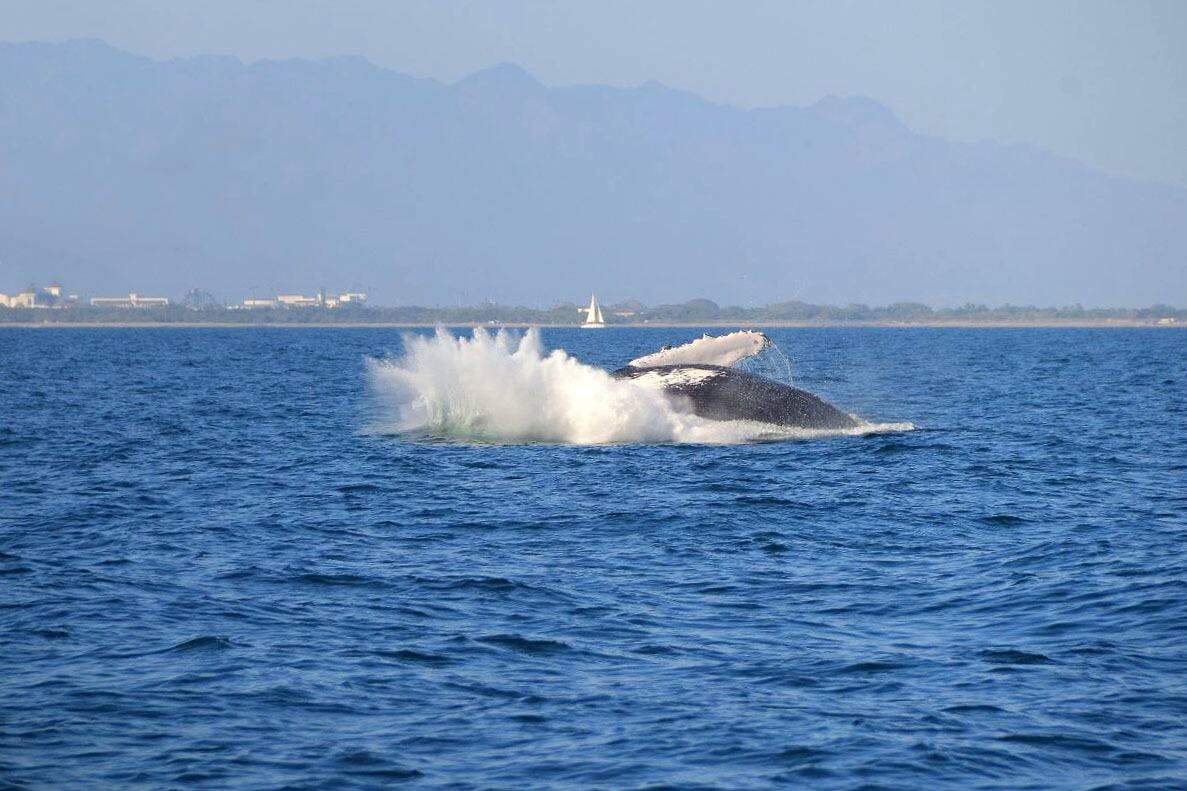 Puerto Vallarta Whale Watching Tour