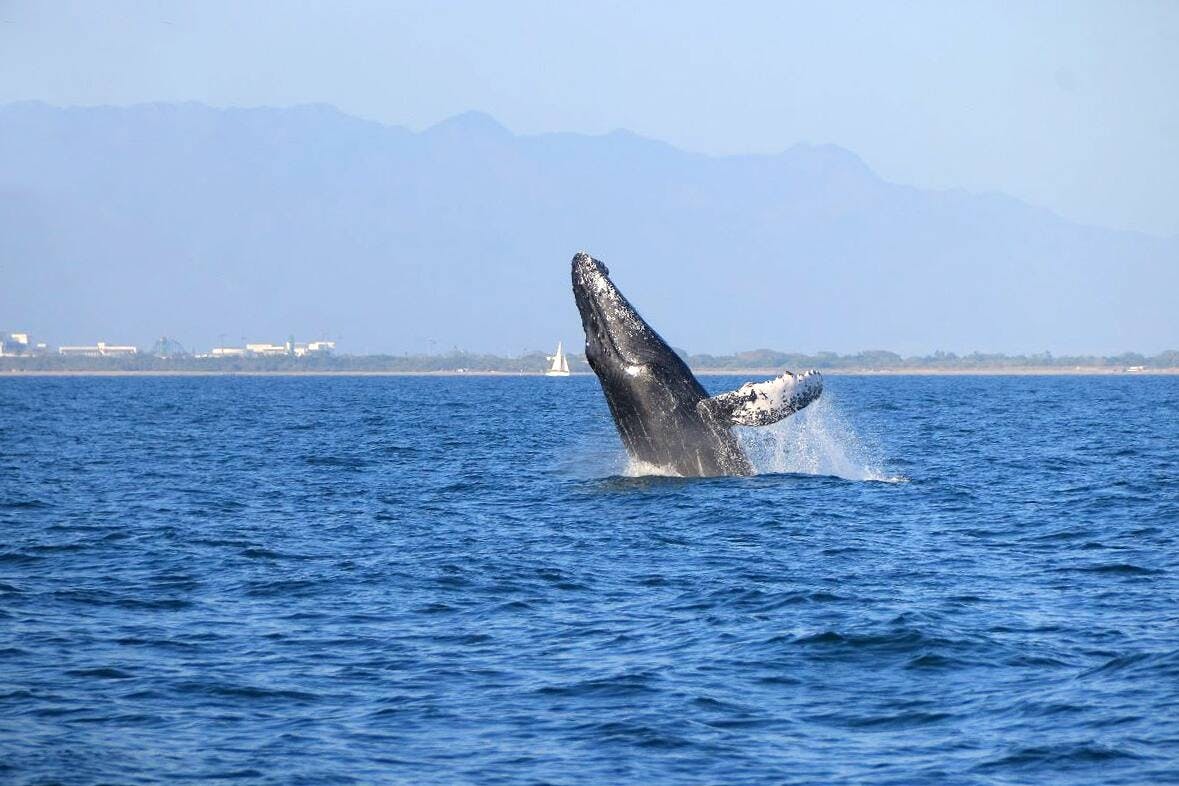 Puerto Vallarta Whale Watching Tour