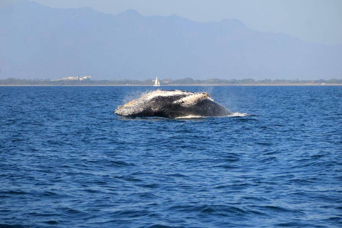 Tour di osservazione delle balene a Puerto Vallarta