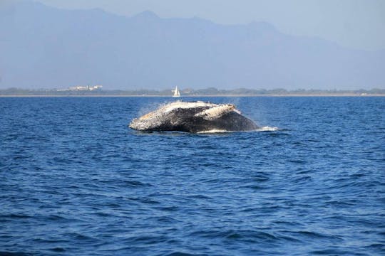 Tour di osservazione delle balene a Puerto Vallarta