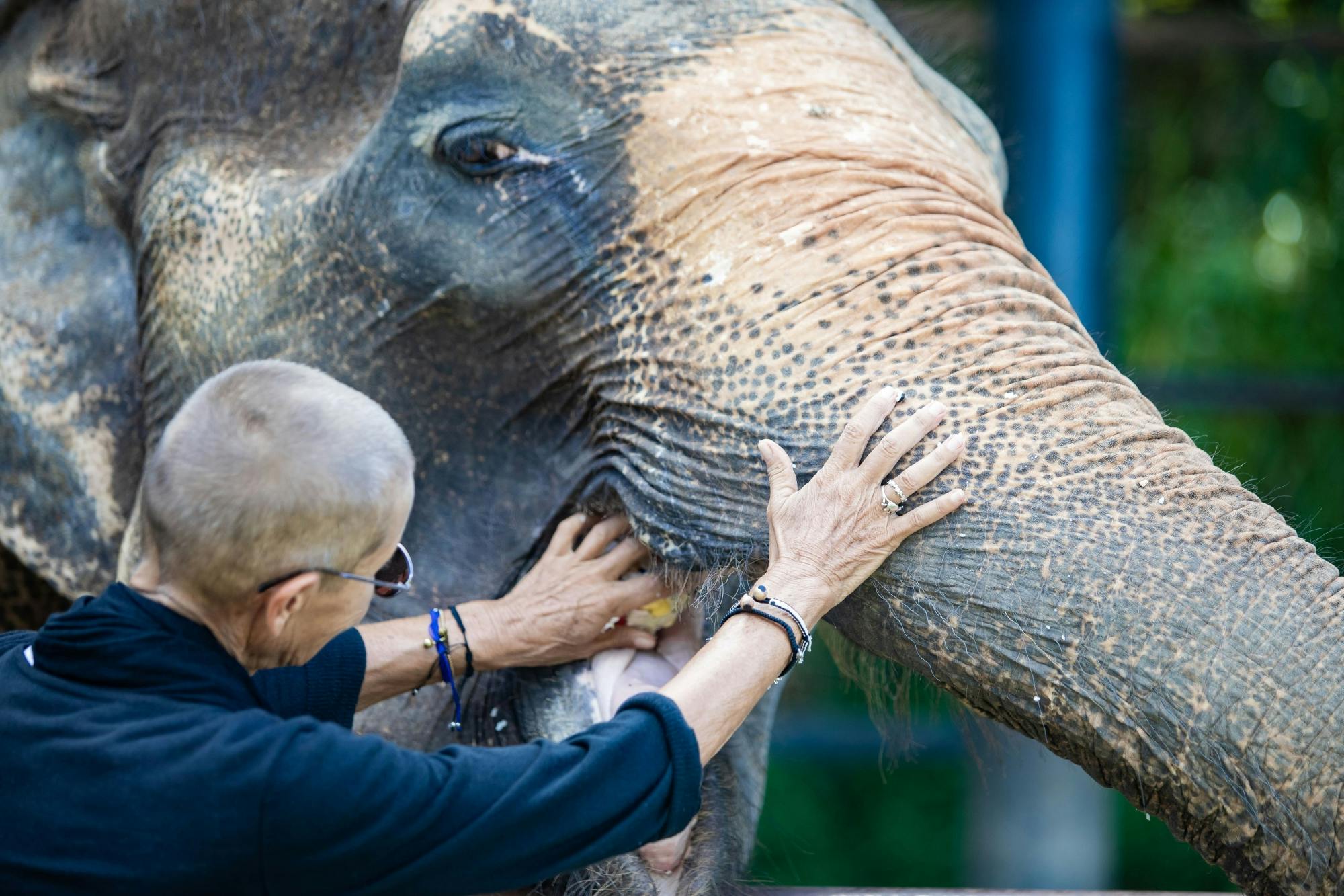Halbtägige Elefantenfütterung im Bukit Elephant Park ab Phuket