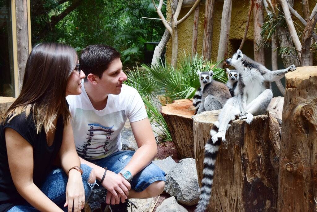 Inträdesbiljett till djungelpark