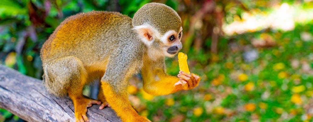 Combo de aventuras en la jungla