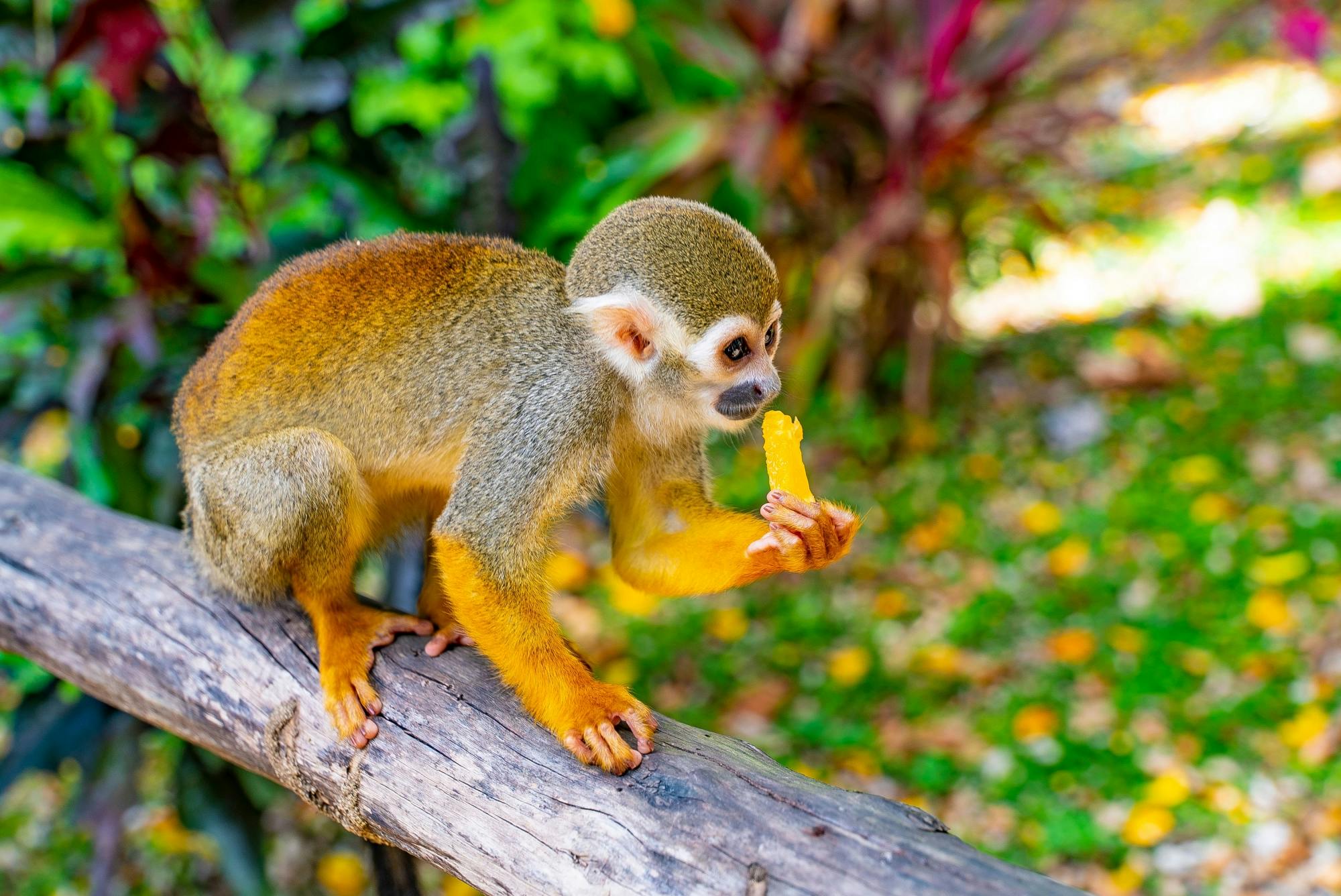 Combo de aventuras na selva