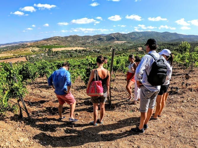 Excursão para grupos pequenos com brunch e degustação de vinhos de Cagliari